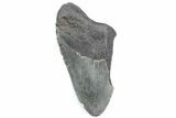 Partial Fossil Megalodon Tooth - South Carolina #362537-1